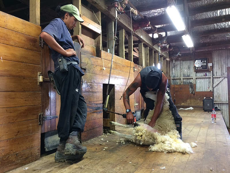 Sheep shearing New Zealand.jpg