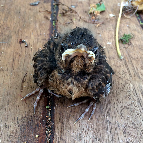 Baby blackbird