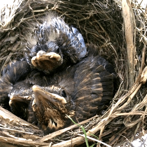 baby blackbirds nine days old
