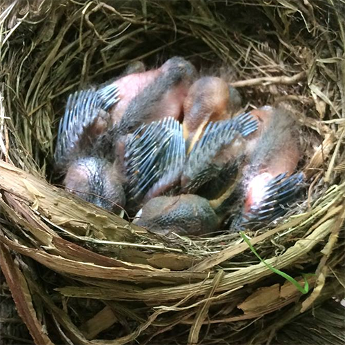Baby blackbirds six days old