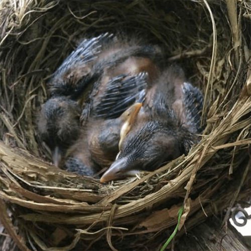 Baby blackbrids seven days old