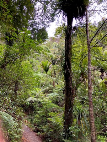 Paihia Kauri run walk
