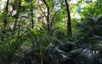 running Okiato bush walk.jpg